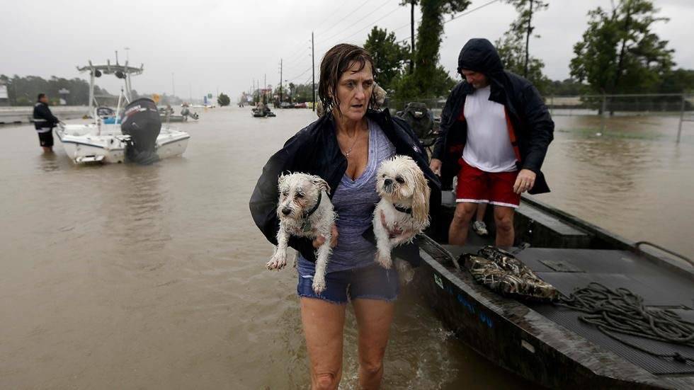TWO POODLES RESCUED DURING MASSIVE FLOOD IN FLORIDA!