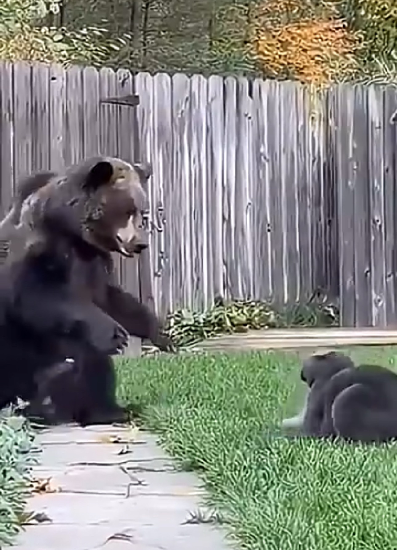 Brave Cat Attacks Bear After It Enters Family’s Yard — You Won’t Believe the Ending!