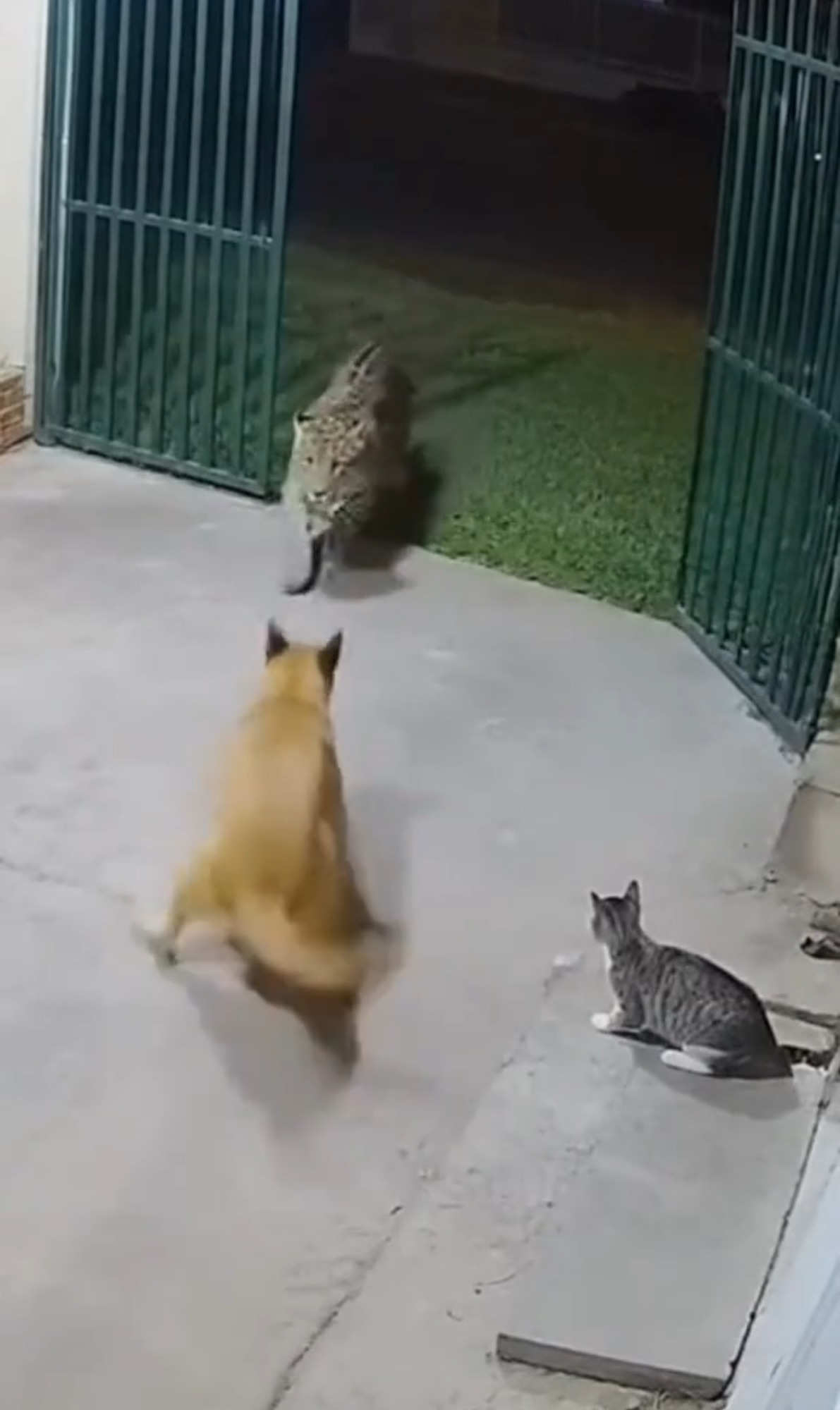 Tiny cat vs. tiger — a fight to save her dog’s life!