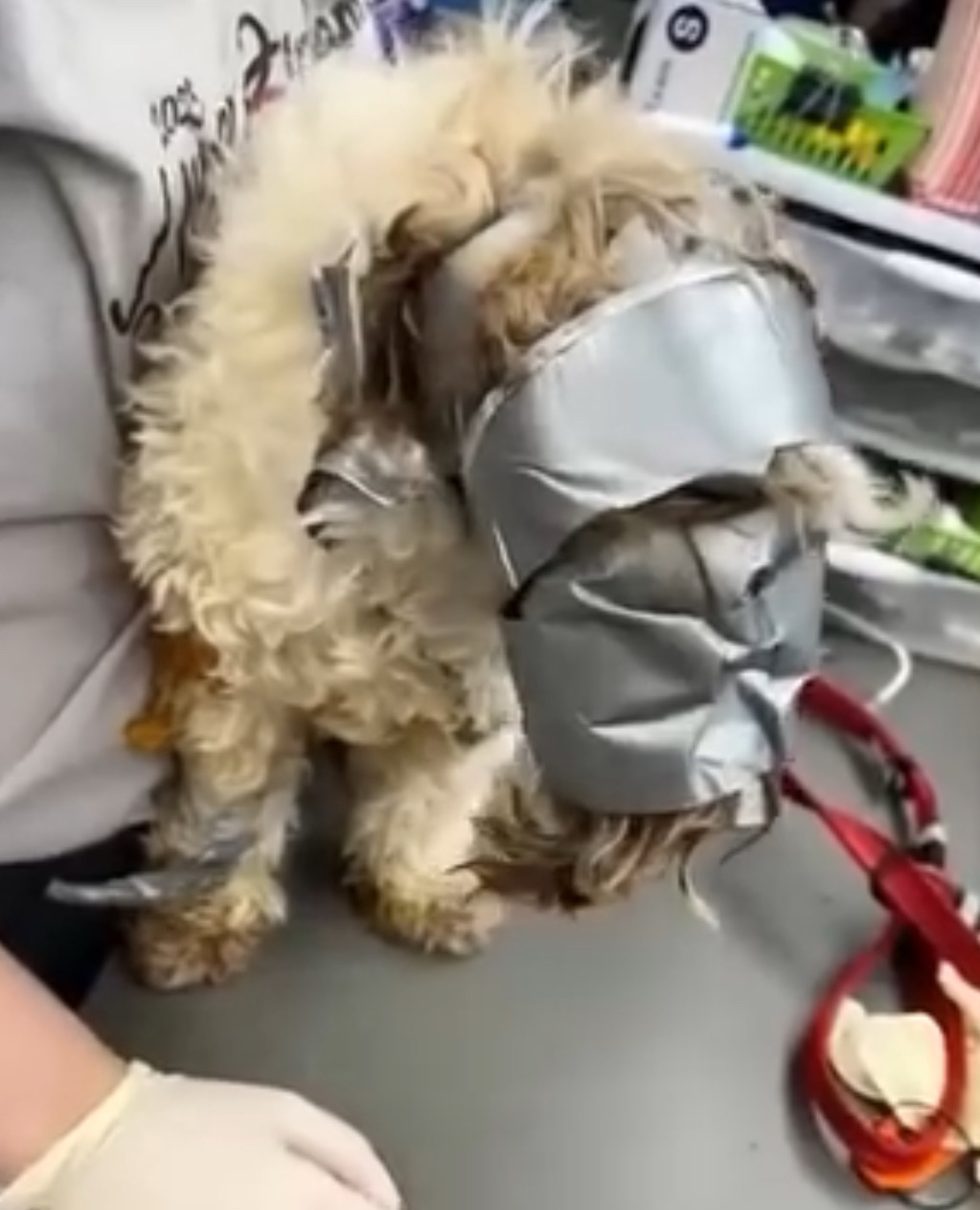 Dog found in dumpster wrapped up in duct tape: “I have never seen anything like it”
