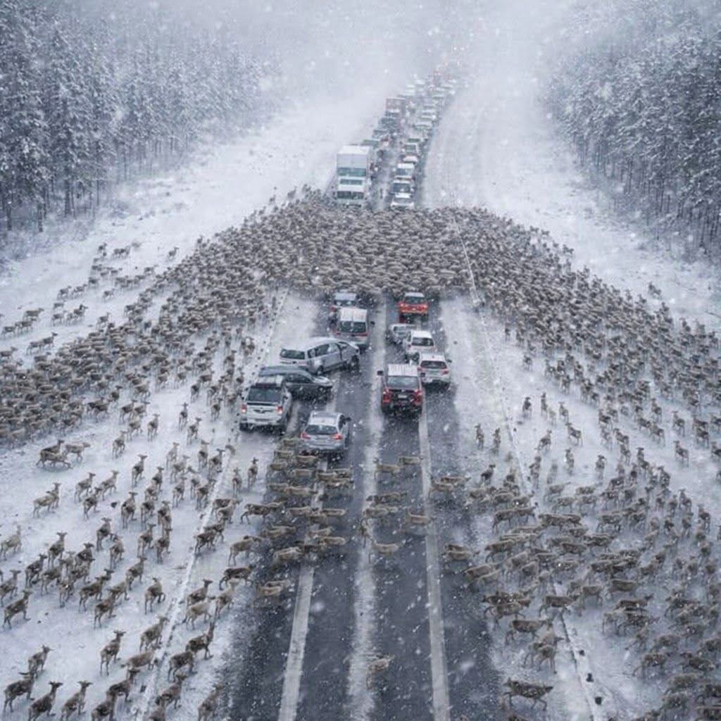 Why Thousands of Deer Suddenly Blocked a Highway at